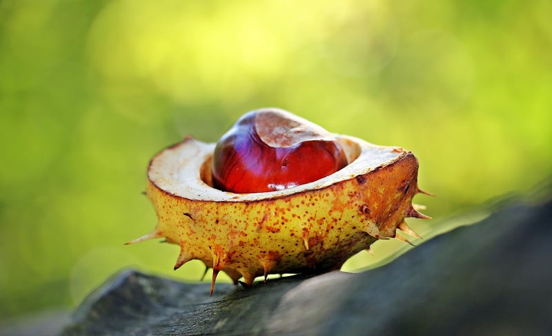 Seasonal Fruits