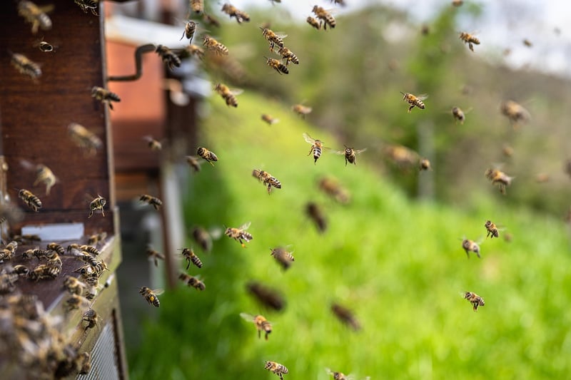 Urban Beekeeping