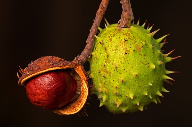 Seasonal Fruits